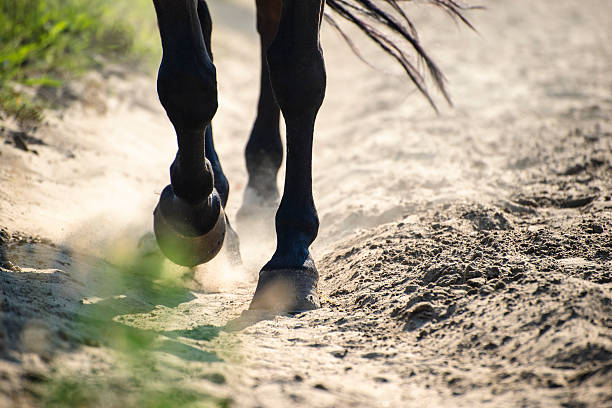 Hooves in dust The hooves of walking horse in sand dust. Shallow DOF. hoof stock pictures, royalty-free photos & images