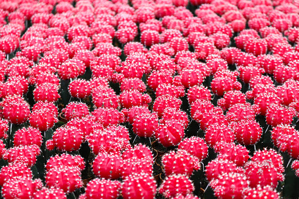 istock cactus in cameron highland, malaysia 614216658