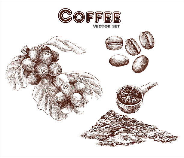 ilustraciones, imágenes clip art, dibujos animados e iconos de stock de cafetera de - cafeto