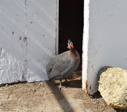 Guinea fowl in a cage. The content of guinea fowl on the home farm.