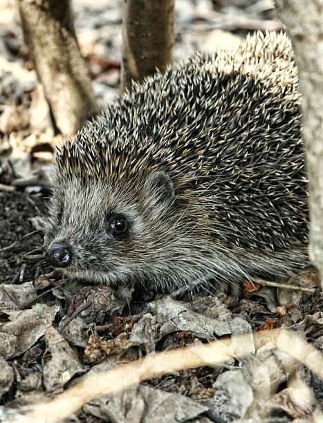 istock Hedgehog emerging from the branch on the fall foliage 614219842