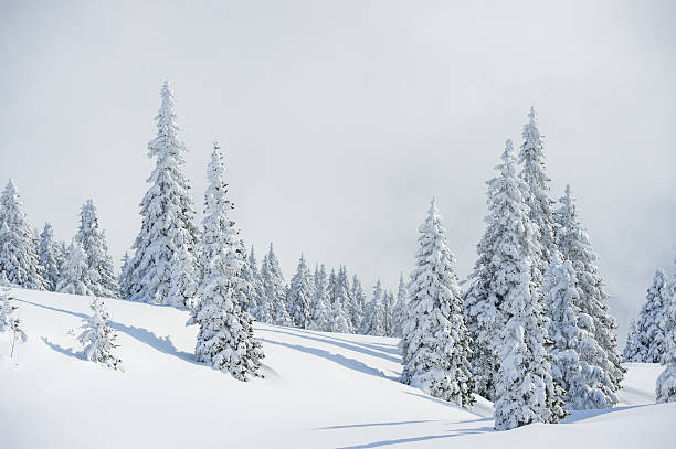 Spruce Tree Forest Covered by Snow in Winter Landscape