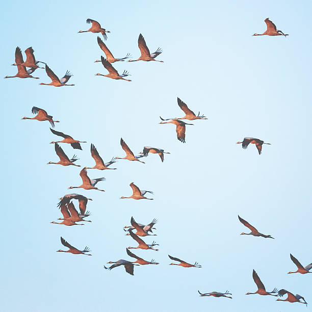 istock Common crane group in the sky on their way 614220232