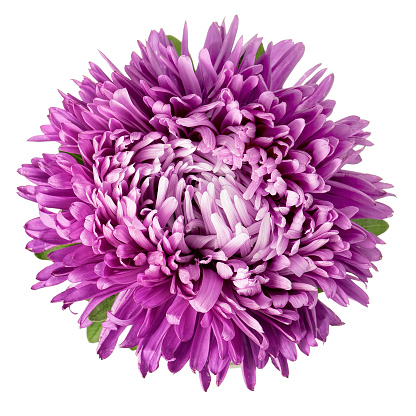 Close-up of violet aster isolated on white background, with clipping path.