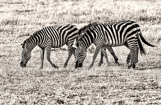 istock Zebras Grazing at Savannah 614220478