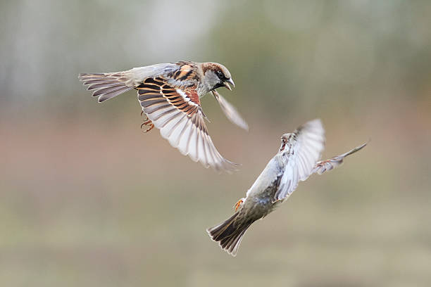 istock birds fly in the Park to spread its wings 614220498
