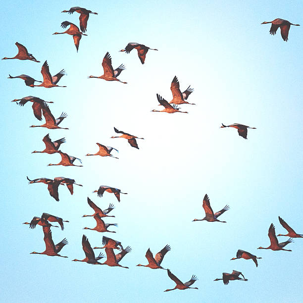 istock Common crane group in the sky on their way 614220546