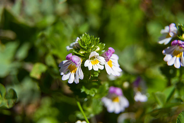 Euphrasia rostkoviana - plant in high mountains Euphrasia rostkoviana belongs to  Figwort Family, which is find at alpine meadows and pastures euphrasia stock pictures, royalty-free photos & images
