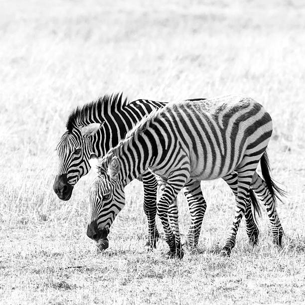 istock Zebras Grazing at Savannah 614221062