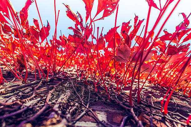 Images of red colored leaves growing over roots.