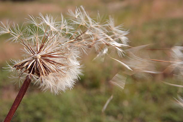 istock Dandelion clock with seeds blowing away 614223940