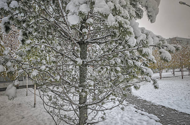 istock pine close-up of fresh snow 614223984