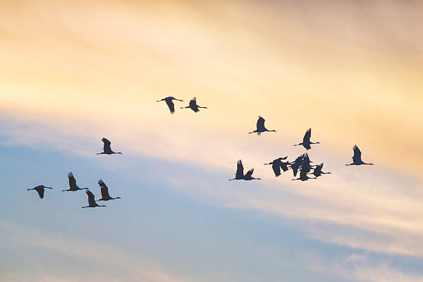 istock Common crane group in the sky on their way 614224230