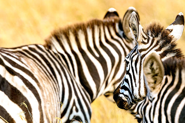 istock Zebras Grazing at Savannah 614224408