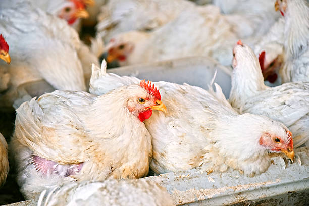 istock Young chickens on a poultry farm 614225402