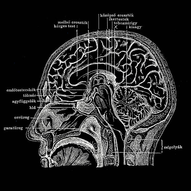 ilustraciones, imágenes clip art, dibujos animados e iconos de stock de sección de cabeza humana - brain human spine brain stem cerebellum