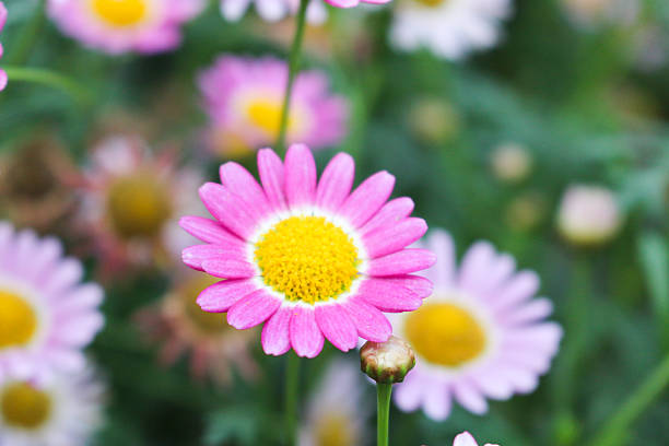 istock flower in cameron highland, malaysia 614226900