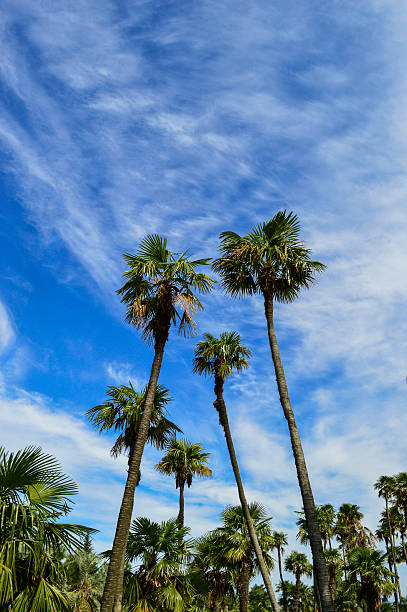 istock Palm trees on the background of a blue sky 614229032