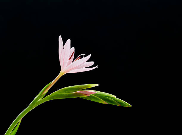 lírio kaffir - kaffir lily - fotografias e filmes do acervo