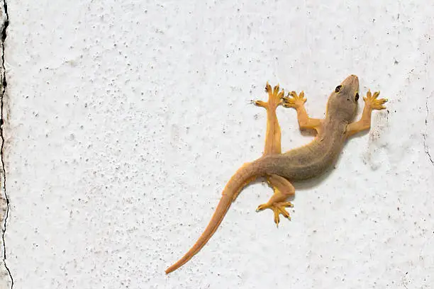 House gecko on wall 