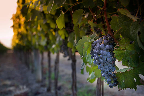 istock Processing and care of the vineyards 614230288