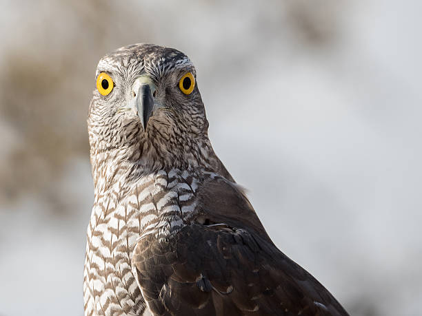 falcon recherche - depredador photos et images de collection