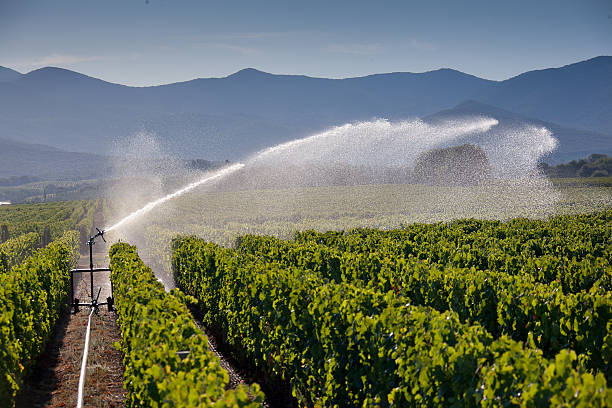 istock Processing and care of the vineyards 614230808
