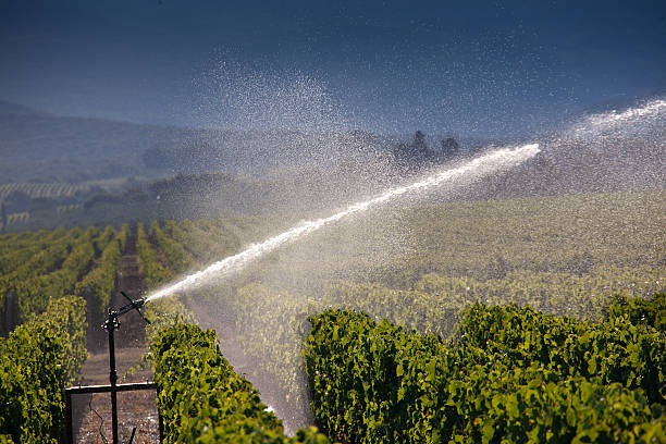 istock Processing and care of the vineyards 614230868