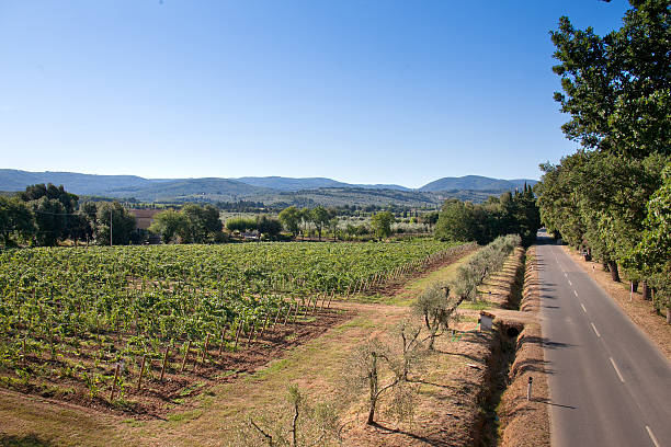 istock Processing and care of the vineyards 614231682