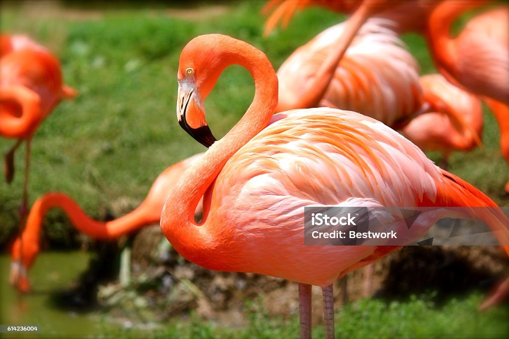 flamingo orange flamingo Animal Stock Photo