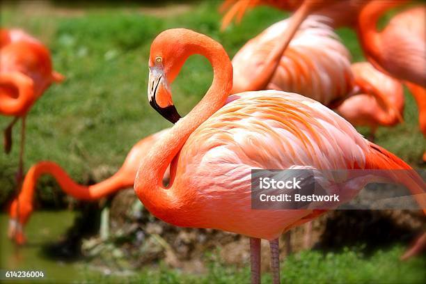 Flamingo Stock Photo - Download Image Now - Animal, Animal Body Part, Animal Wildlife