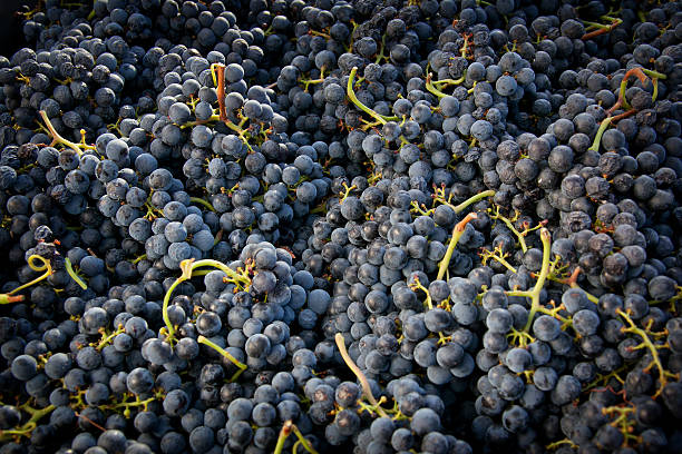 istock Processing and care of the vineyards 614236116