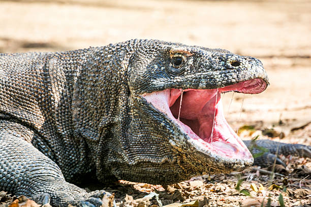 Komodo dragon with open mouth stock photo