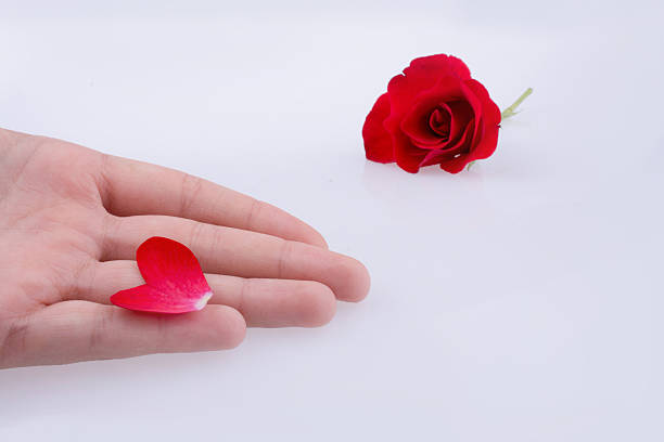 istock Hand  holding a  red petal rose and petals 614236756