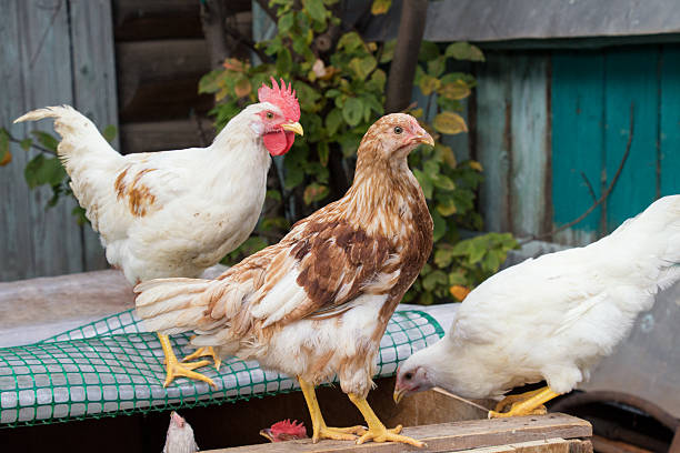 istock Live chicken home at the village courtyard. 614238772