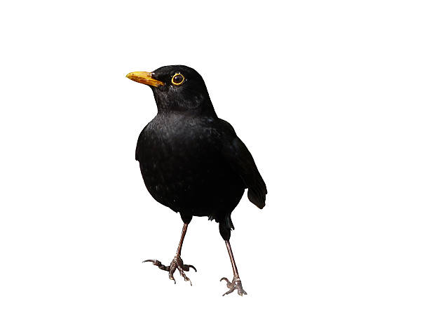 istock Common Blackbird,  Turdus merula, isolated 614239048