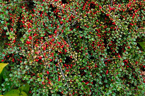 Cotoneaster, Cotoneaster horizontalis, Rosaceae - Botanical Garden, Bucharest, Romania.