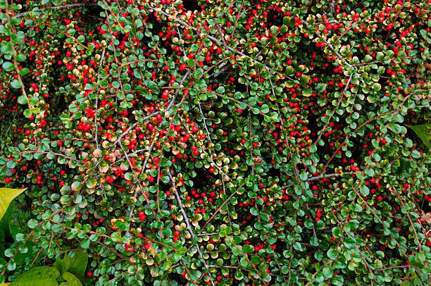 Rosaceae - Cotoneaster Horizontalis Cotoneaster, Cotoneaster horizontalis, Rosaceae - Botanical Garden, Bucharest, Romania. cotoneaster horizontalis stock pictures, royalty-free photos & images