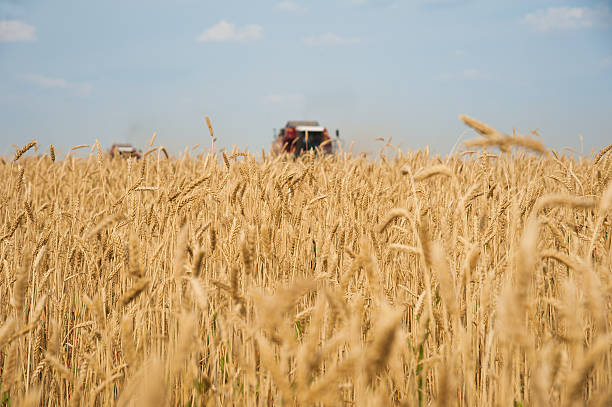 istock Combine harvesters in a field of wheat 614239882