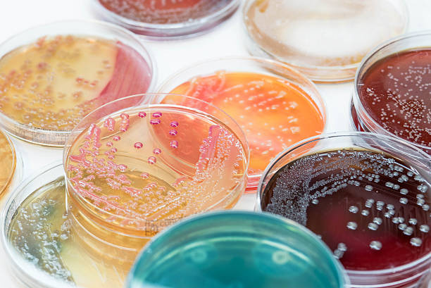 las colonias bacterianas cultivan el crecimiento en medios selectivos. - bacterium petri dish microbiology cell fotografías e imágenes de stock