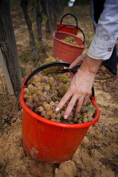 istock Processing and care of the vineyards 614243482