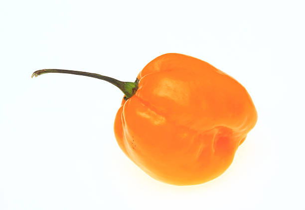 istock yellow chili pepper, Capsicum annuum 614245342