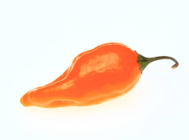 istock yellow chili pepper, Capsicum annuum 614245440