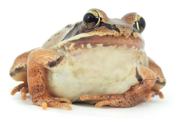 istock brown frog studio shot on white background macro closeup 614245822