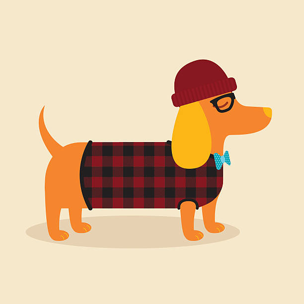 Hipster Dachshund A vector illustration of a hipster Dachshund. Objects are grouped and layered for easy editing. hipster dog stock illustrations