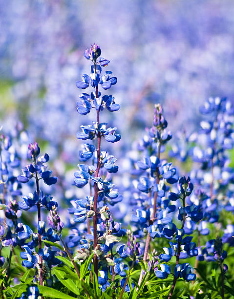 broadleaf lupine flowers - lupine single flower flower blue imagens e fotografias de stock