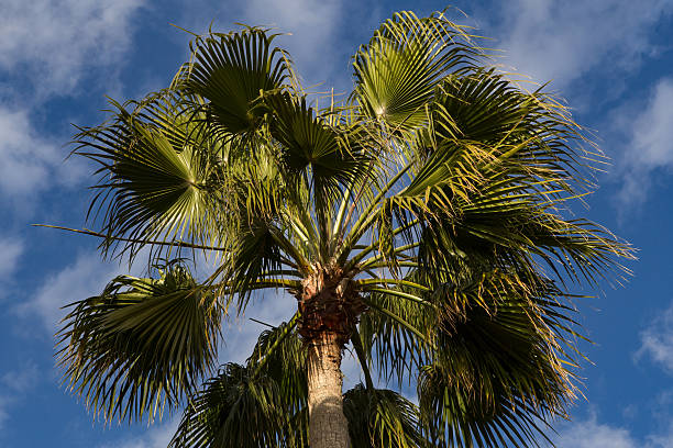 istock Crohn's palm against the blue sky. 614246848