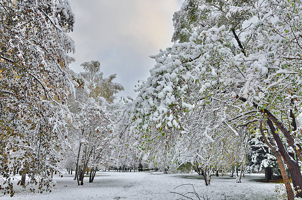 istock Autumn city park under first snow. 614247434