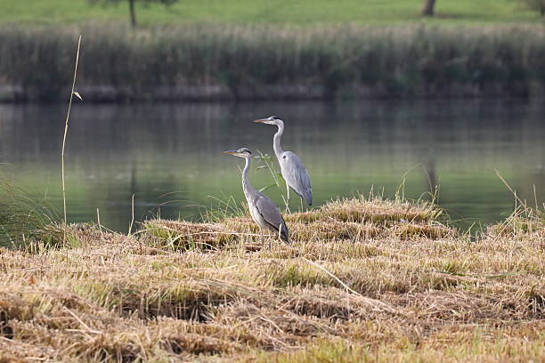 istock Grey heron at the lake 614248624