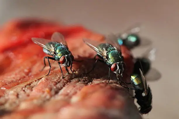 Eating hungry flies by meat